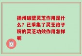 扬州破壁灵芝作用是什么？已采集了灵芝孢子粉的灵芝功效作用怎样呢