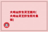 大明山野生灵芝图片(大明山灵芝野生照片集锦)