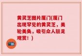 黄灵芝图片厦门(厦门出现罕见的黄灵芝，美轮美奂，吸引众人驻足观赏！)