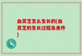 血灵芝怎么生长的(血灵芝的生长过程及条件)