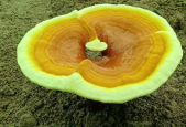 胃不好的人可以吃灵芝孢子粉吗？怎么吃效果好？