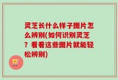 灵芝长什么样子图片怎么辨别(如何识别灵芝？看看这些图片就能轻松辨别)