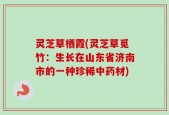 灵芝草栖霞(灵芝草觅竹：生长在山东省济南市的一种珍稀中药材)