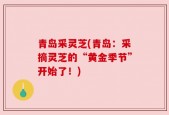 青岛采灵芝(青岛：采摘灵芝的“黄金季节”开始了！)