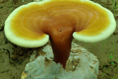 灵芝孢子粉对高血糖的作用有哪些？别再傻傻不知道了！