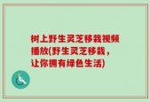 树上野生灵芝移栽视频播放(野生灵芝移栽，让你拥有绿色生活)