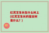 红灵芝生长在什么树上(红灵芝生长的宿主树是什么？)