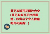 灵芝石斛开花图片大全(灵芝石斛开花壮观震撼，欣赏这个令人惊艳的开花画面！)