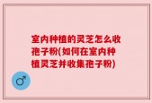 室内种植的灵芝怎么收孢子粉(如何在室内种植灵芝并收集孢子粉)
