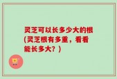 灵芝可以长多少大的根(灵芝根有多重，看看能长多大？)