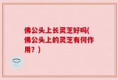 佛公头上长灵芝好吗(佛公头上的灵芝有何作用？)
