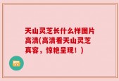天山灵芝长什么样图片高清(高清看天山灵芝真容，惊艳呈现！)