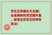灵芝正宗图片大全集(全面细致的灵芝图片集，感受正宗灵芝的神奇奥义)