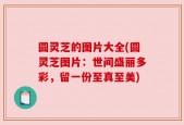 圆灵芝的图片大全(圆灵芝图片：世间盛丽多彩，留一份至真至美)