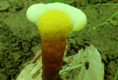 没有蓝帽子的灵芝孢子粉能吃吗？这件事情必须要搞明白！