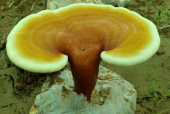 正常人能吃灵芝孢子粉吗？今天带你了解清楚