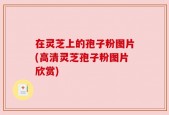 在灵芝上的孢子粉图片(高清灵芝孢子粉图片欣赏)