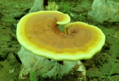 灵芝孢子粉怎么吃效果最好？选择它更方便