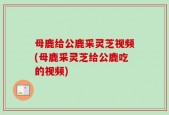 母鹿给公鹿采灵芝视频(母鹿采灵芝给公鹿吃的视频)