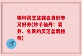 哪种灵芝盆栽名贵好养又好养(妙手仙丹：易养、名贵的灵芝盆栽推荐)