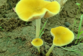 灵芝孢子粉要多少钱一盒？你买贵了吗？