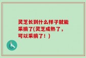 灵芝长到什么样子就能采摘了(灵芝成熟了，可以采摘了！)