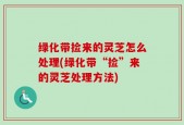 绿化带捡来的灵芝怎么处理(绿化带“捡”来的灵芝处理方法)