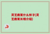 灵芝鹿茸什么样子(灵芝鹿茸长相介绍)