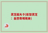 灵芝超大个(巨型灵芝：自然奇观现身)