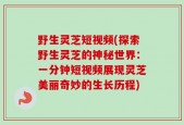 野生灵芝短视频(探索野生灵芝的神秘世界：一分钟短视频展现灵芝美丽奇妙的生长历程)