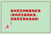 亳州灵芝种植基地批发(亳州灵芝基地批发，优质灵芝等你来选购！)