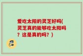 爱吃太阳的灵芝好吗(灵芝真的能够吃太阳吗？这是真的吗？)