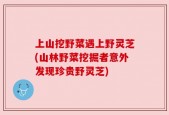 上山挖野菜遇上野灵芝(山林野菜挖掘者意外发现珍贵野灵芝)