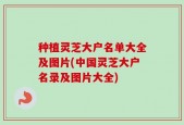 种植灵芝大户名单大全及图片(中国灵芝大户名录及图片大全)