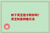 林下灵芝孢子粉好吗？灵芝树苗种植方法