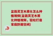 盆栽灵芝木质化怎么种植视频(盆栽灵芝木质化种植视频，轻松打造家庭野趣空间)
