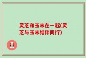 灵芝和玉米在一起(灵芝与玉米结伴同行)