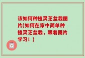 该如何种植灵芝盆栽图片(如何在家中简单种植灵芝盆栽，跟着图片学习！)