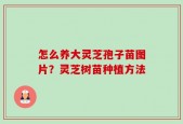怎么养大灵芝孢子苗图片？灵芝树苗种植方法