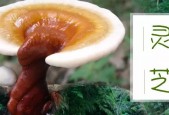 吃了灵芝孢子粉癌症加重 ？ 灵芝孢子粉会使癌症加重吗？  
