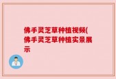 佛手灵芝草种植视频(佛手灵芝草种植实景展示