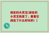 调皮的大灵芝(顽皮的小灵芝捣蛋了，看看它闹出了什么好玩的！)