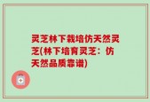 灵芝林下栽培仿天然灵芝(林下培育灵芝：仿天然品质靠谱)