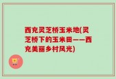 西充灵芝桥玉米地(灵芝桥下的玉米田——西充美丽乡村风光)