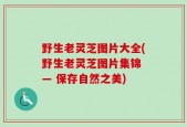 野生老灵芝图片大全(野生老灵芝图片集锦 — 保存自然之美)