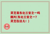 灵芝是东北三宝之一吗图片(东北三宝之一？灵芝在这儿！)