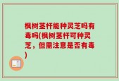 枫树茎杆能种灵芝吗有毒吗(枫树茎杆可种灵芝，但需注意是否有毒)