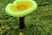 服用灵芝孢子粉注意事项，这些你必须要了解！