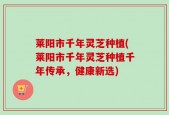 莱阳市千年灵芝种植(莱阳市千年灵芝种植千年传承，健康新选)