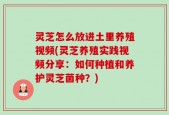 灵芝怎么放进土里养殖视频(灵芝养殖实践视频分享：如何种植和养护灵芝菌种？)